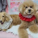 독살롱 다듬 | [마곡] 강서구 애견미용 추천 가위 컷 전문 독살롱 다듬 브로콜리 컷 기저귀 컷 미용하고 왔어요