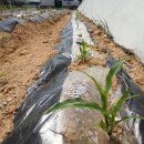 청수농장 이미지