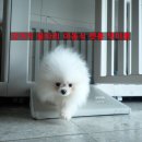 나무텍 | 강아지 울타리 이동식 펫룸 텍미홈 후기