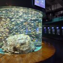 생활-생물-생태 프로그램(상반기) | 울진 가족 여행 아이와 가기 좋은 민물고기 생태체험관