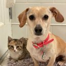 천사강아지 이미지