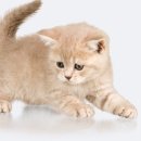 행복한 동물병원 이미지