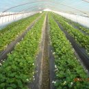 한솔이네농장 이미지