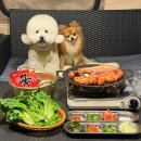 아싸애견용품할일매장 | 용인 애견동반식당 캠프쿡 캠핑감성 무료불멍 바베큐장