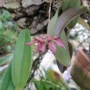 Bulbophyllum/벌보필럼 이미지