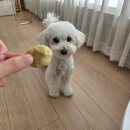 동그랑댕 이미지