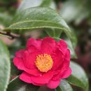 남원읍-53 | 제주동백포레스트 | 2026.02.16. 제주 동백꽃 개화 상태 및 후기