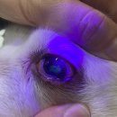 횡성동물병원 이미지