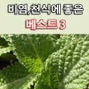 비염 천식에 특효 약초 3가지 이미지