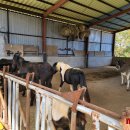 하동목장 이미지