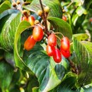 건강 약초 이미지