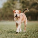 댕버랜드 이미지