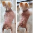 댕댕사우나 이미지