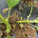 갓골농장 이미지