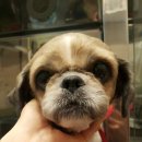 토실이네 이미지