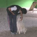 필애견훈련학교 이미지