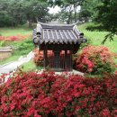 농암로(예안면) 이미지