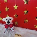 땡자네 묭실 이미지