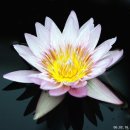 방림원 식물원 티스토리