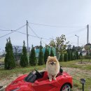 댕그라운드 티스토리