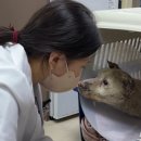 삼송동물의료센터 이미지