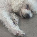 지안동물의료센터 이미지