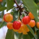 충청판매 이미지