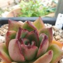 공리농장 이미지