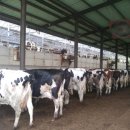 젖소목장 이미지