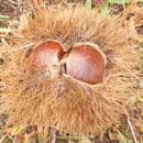 들꽃마을 펜션 이미지