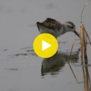 아산만의 쇠청다리도요(Marsh Sandpiper) 이미지