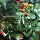 스윗가든 이미지