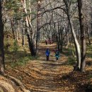 나리 신령수 이미지