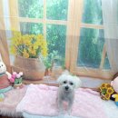 호이펫샵 이미지