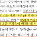 침수식물 호흡감소애 따른 세포 내부 pH의 변화 및 뿌리의 물 흡수 이미지