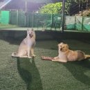 애견운동공원(하절기) 네이버블로그