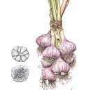 보타니컬아트(식물세밀화) | 마늘완성작/보태니컬아트/식물세밀화/부천화실
