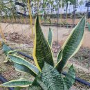 플랜테리어 이미지