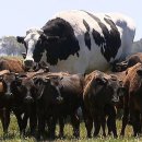 우용농장 이미지