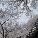 화개초등학교 | 하동 쌍계사 십리벚꽃길 평일 오후 야간 방문 후기ㅣ하동 쌍계사 벚꽃 구경 주차장 이용 가능 카페 꽃...