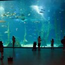 오션 아레나 이미지