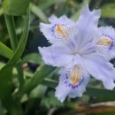 아이리스(iris)