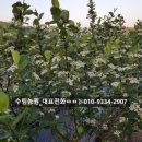 수림꽃농원 이미지