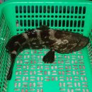 남경미락 이미지