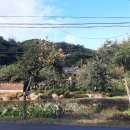 괴목민박 이미지