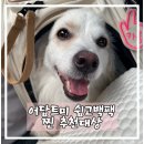 황금켄넬 | 강아지가방 어답트미 쉽고백팩 찐 사용후기 추천대상