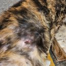 샘터동물병원 이미지