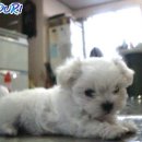 복동이 이미지