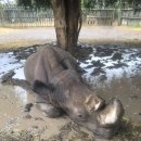 북부유전자 이미지