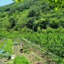 죽청농장 이미지